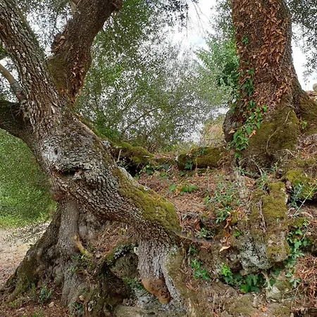 Дом отдыха Casa Janelinhas - Near Sintra, Mafra, Ericeira *